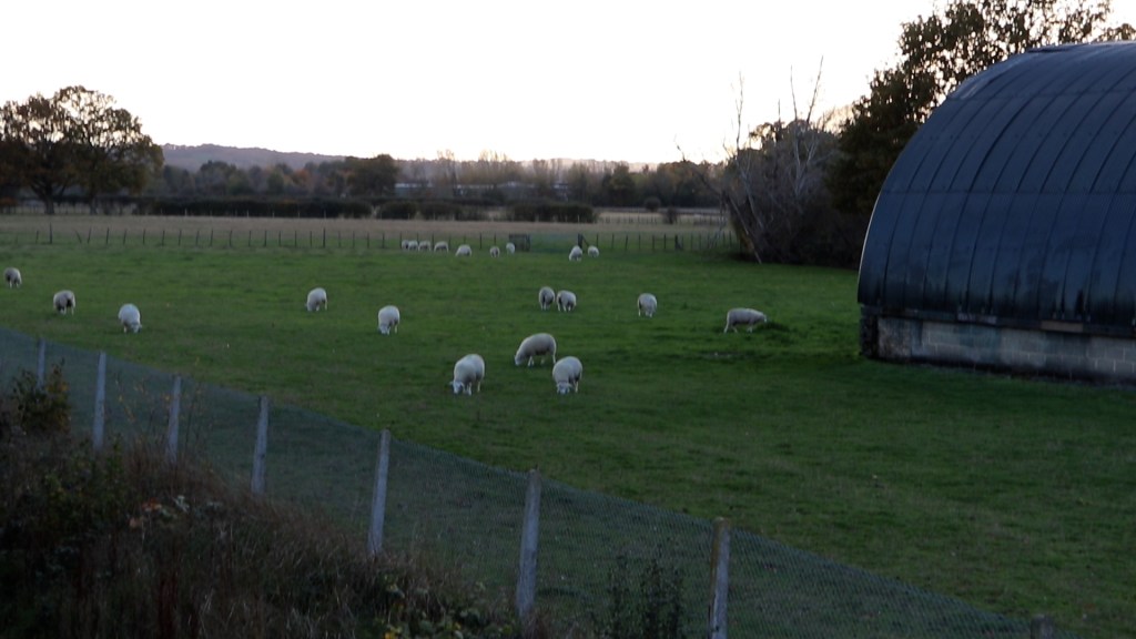 sheep in fields